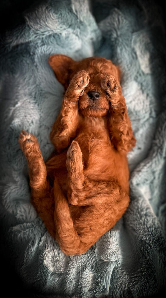 miniature goldendoodle