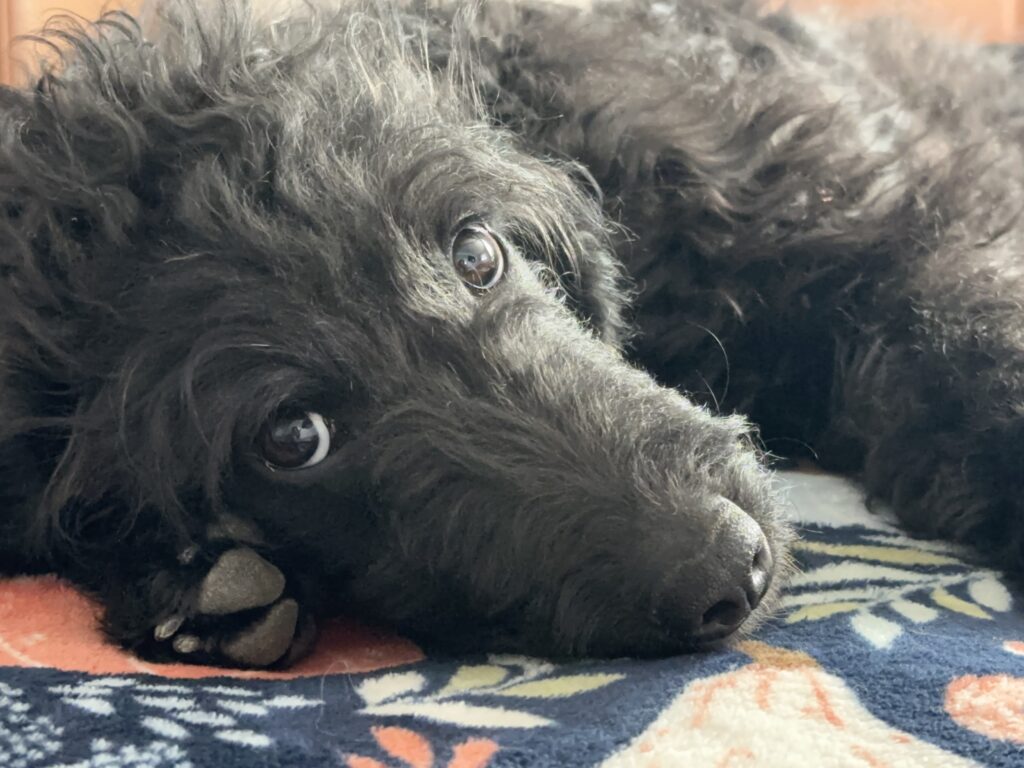 trained Bernedoodle for sale