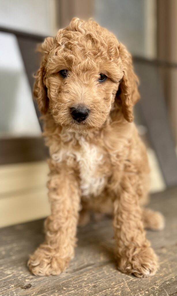 mini goldendoodle