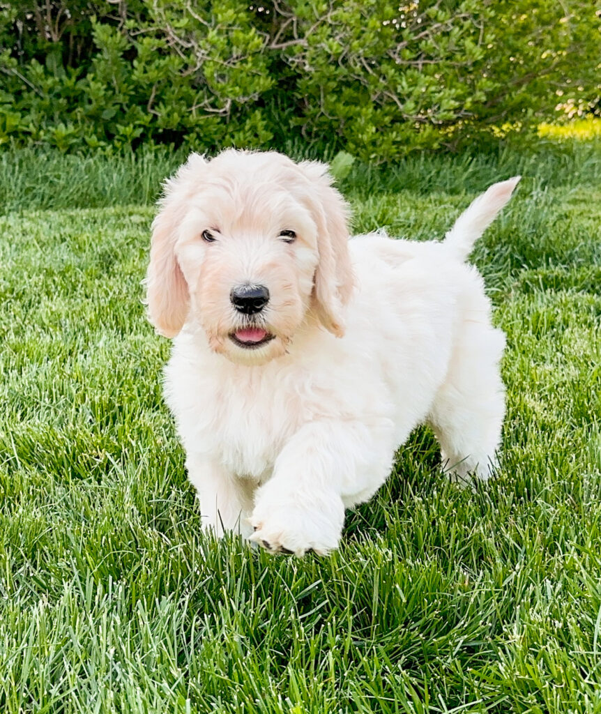 goldendoodle breeder