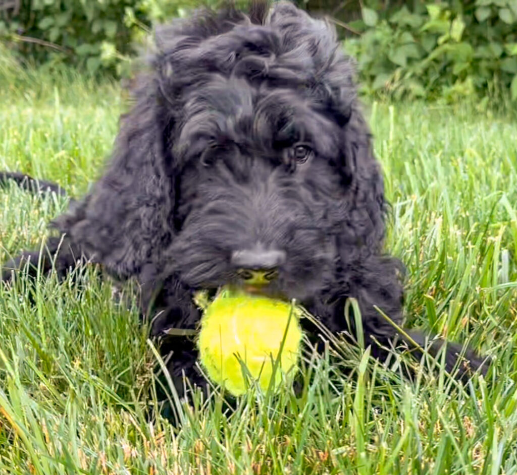 goldendoodle breeder